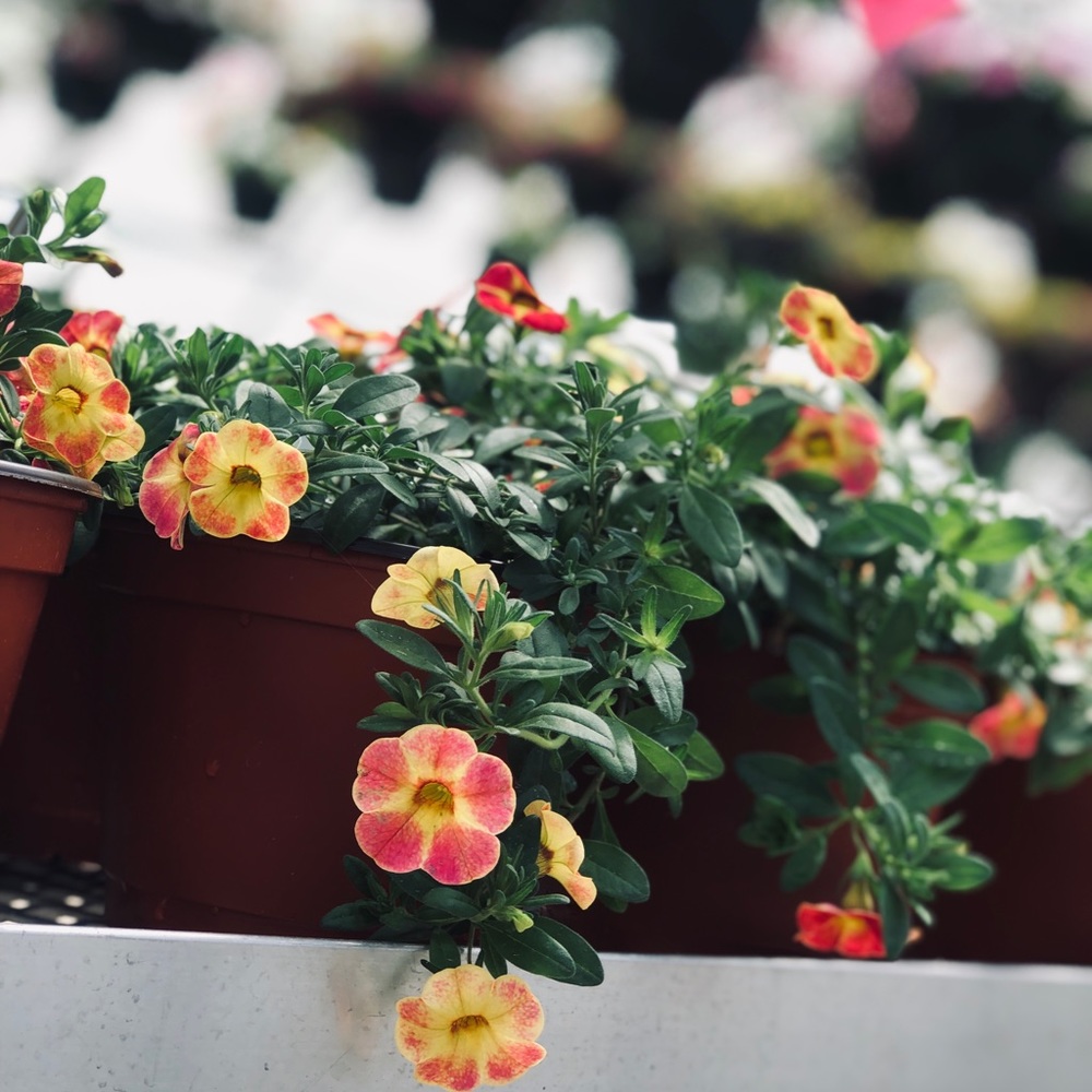 Meet your Posher, Savannah